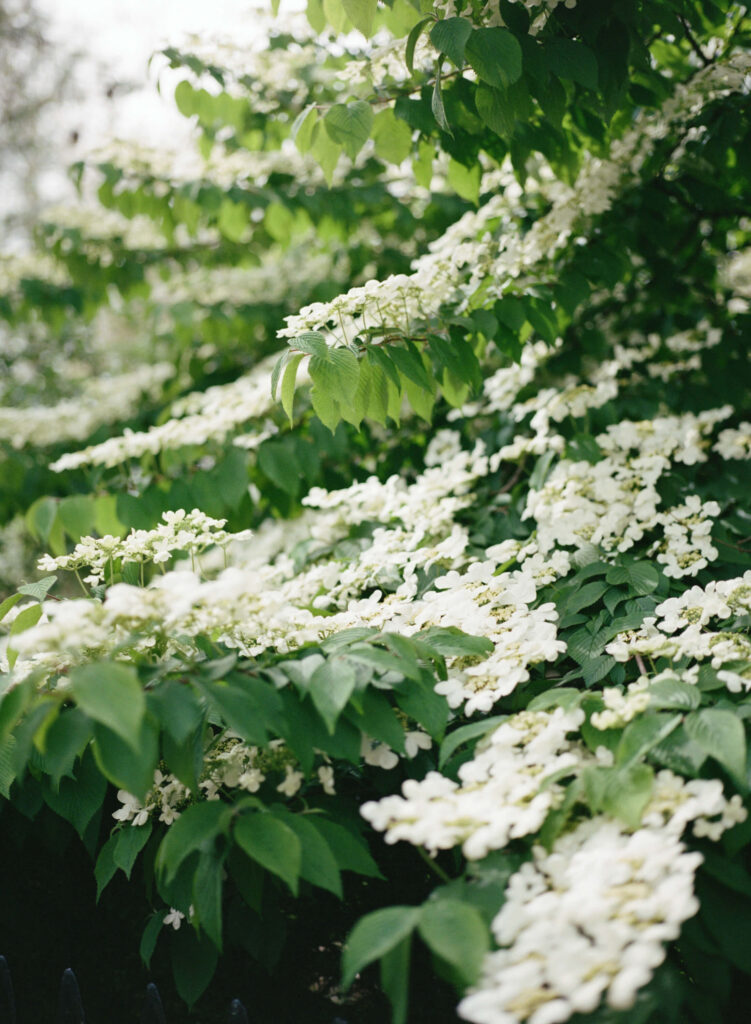 Kensington, London, shot on Portra 400 film