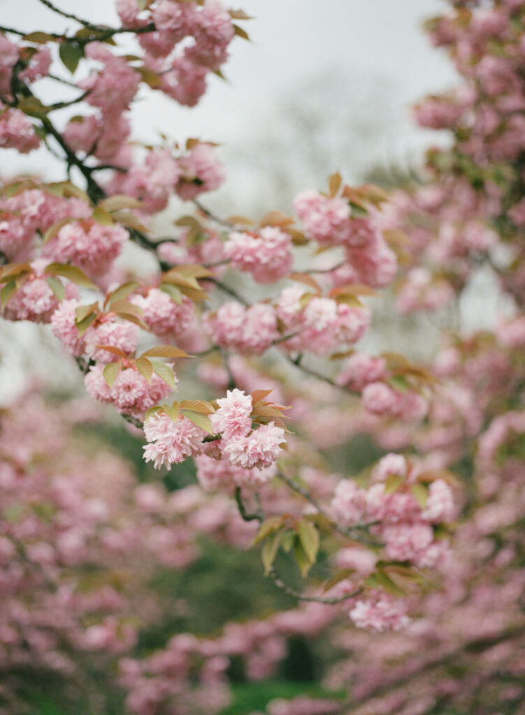 Chateau de Sceaux cherry blossoms outside of Paris, France