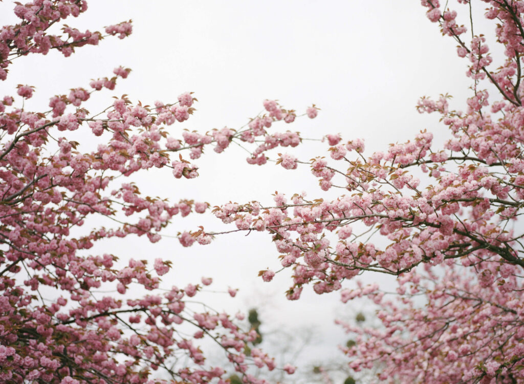 Chateau de Sceaux cherry blossoms outside of Paris, France