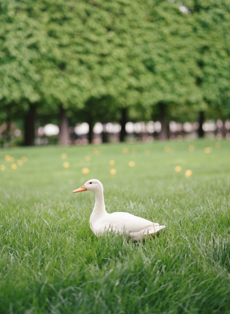 Paris on Portra 400 film
