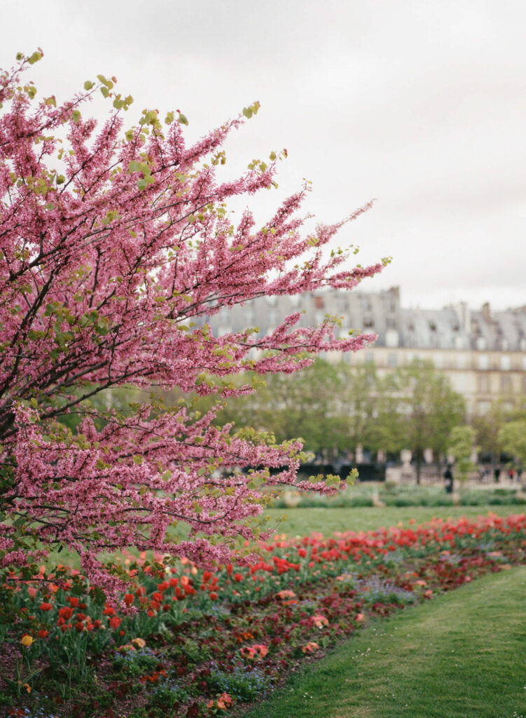 Louvre Paris on Portra 400 film