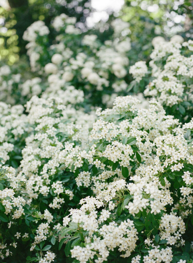 Paris on Portra 400 film