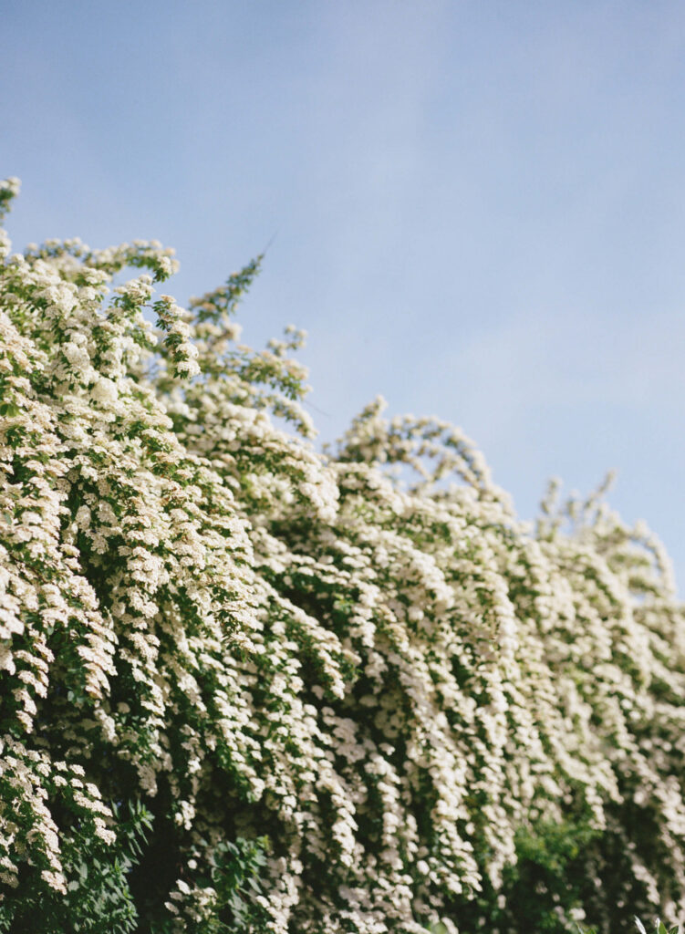 Paris on Portra 400 film